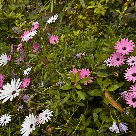 Le Soleil D Or 39 Villa Sainte-Maxime