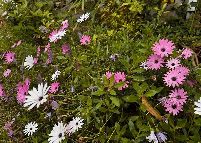 Le Soleil D Or 39 Villa Sainte-Maxime